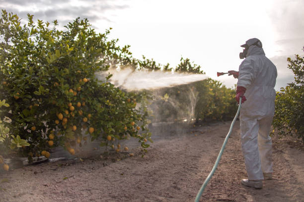 Best Ant Control Services  in Matheny, CA