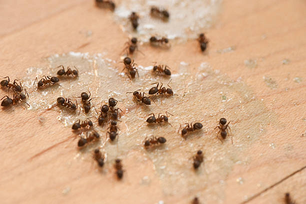 Best Pest Removal Services  in Matheny, CA