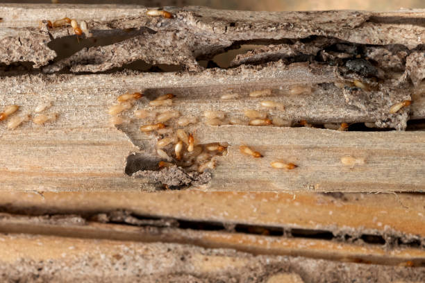 Best Pest Removal Services  in Matheny, CA